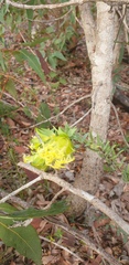 Pimelea suaveolens
