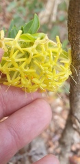 Pimelea suaveolens