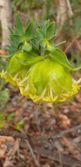 Pimelea suaveolens