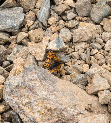 Rockslide Checkerspot photo 2