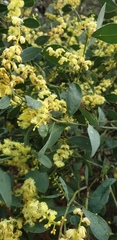 Acacia myrtifolia