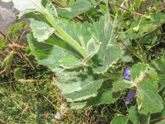 Jacobaea alpina samnitum