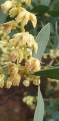Acacia myrtifolia