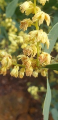 Acacia myrtifolia