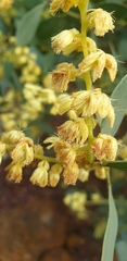 Acacia myrtifolia