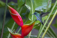 Chrysuronia leucogaster