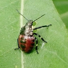 Pinthaeus sanguinipes