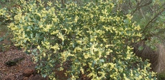 Acacia myrtifolia