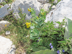 Jacobaea alpina samnitum