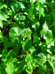 Lamium album