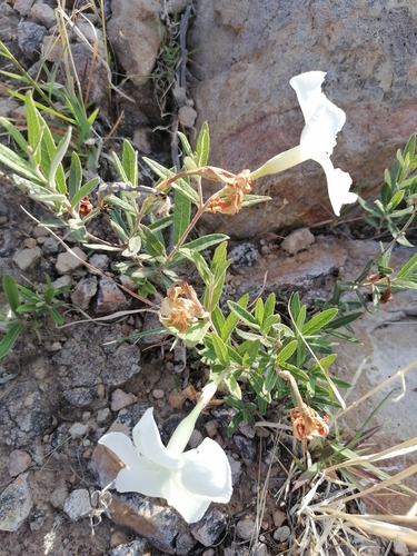 Image of Mandevilla hypoleuca by (c) Ulises Pinedo, some rights reserved (CC BY)
