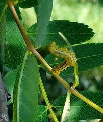 Pristiphora geniculata
