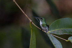 Chrysuronia leucogaster