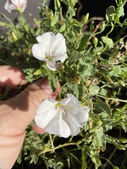 Convolvulus arvensis