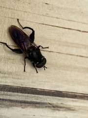 Chalcosyrphus chalybeus