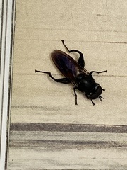 Chalcosyrphus chalybeus