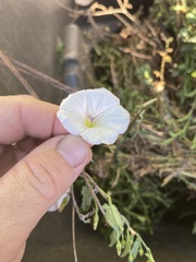 Convolvulus arvensis