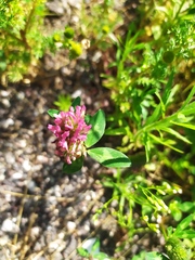 Trifolium pratense