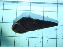 Thiaridae