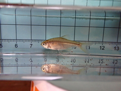 Paratanakia himantegus