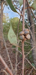 Hakea petiolaris