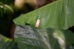 Polypedates leucomystax