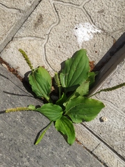 Plantago major