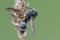 Stenodynerus bluethgeni