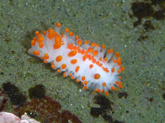 Limacia mcdonaldi