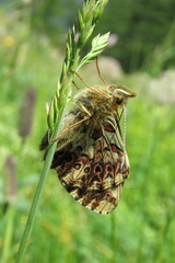 Boloria titania