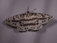 Abraxaphantes perampla