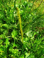 Plantago major