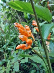 Stromanthe jacquinii