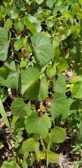 Vitis rupestris