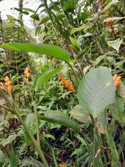 Stromanthe jacquinii