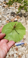 Vitis rupestris