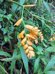 Stromanthe jacquinii