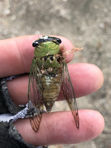 Superb Dog-day Cicada photo 6