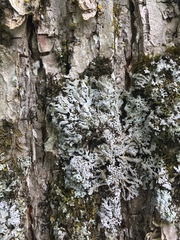 Physconia subpallida