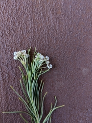 Asclepias pumila × subverticillata