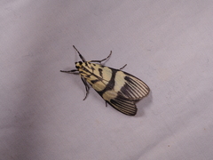 Heortia