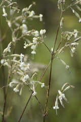 Silene viscosa