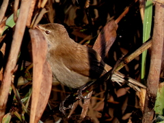 Acrocephalus gracilirostris gracilirostris