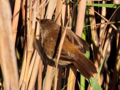 Acrocephalus gracilirostris gracilirostris