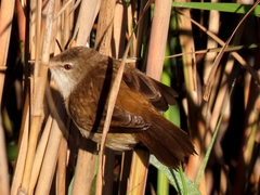 Acrocephalus gracilirostris gracilirostris