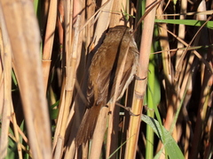 Acrocephalus gracilirostris gracilirostris