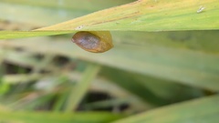 Oxyloma hirasei