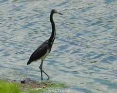 Egretta tricolor image