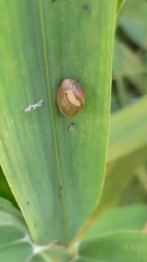 Oxyloma hirasei