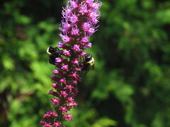 Xylocopa virginica